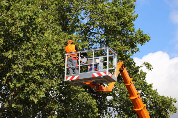 Best Tree Risk Assessment  in Grovetown, GA