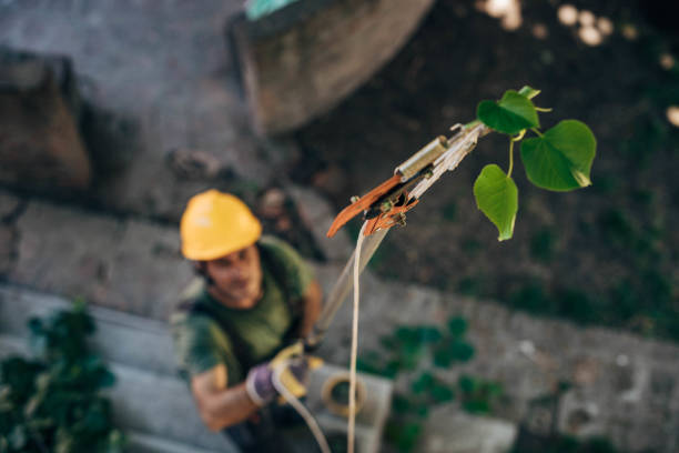 Best Arborist Consultation Services  in Grovetown, GA