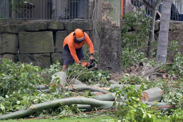 Best Tree Removal  in Grovetown, GA